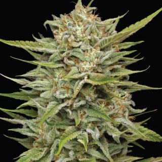 Humboldt Seeds OG Kush