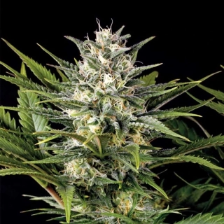 Humboldt Seeds Pineapple Skunk