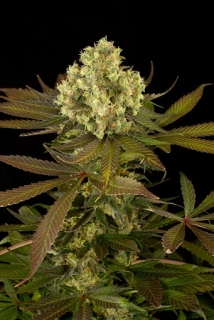 Humboldt Seeds Sour Blueberry