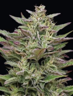 Humboldt Seeds Trainwreck