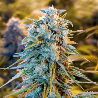 Humboldt Seeds Blue Dream