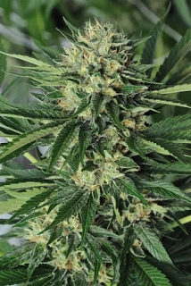 Humboldt Seeds Dr. Greenthumbs Em-Dog By B-Real