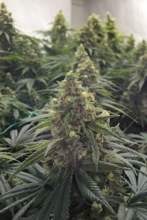 Humboldt Seeds Desert Diesel