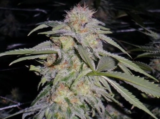 Humboldt Seeds Lost Coast Hashplant