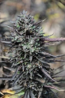 Humboldt Seeds Purple Trainwreck