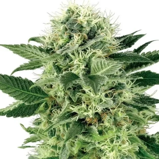 Sensi Seeds Northern Lights 10ks Regular