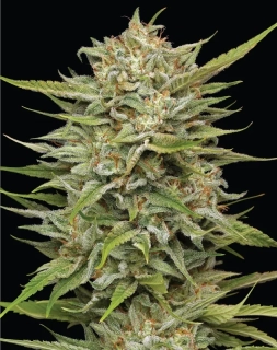 Humboldt Seeds OG Kush regular