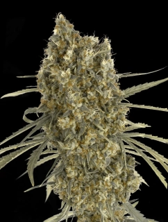Green House Seeds Jack Herer Auto Akce 1+1 balení