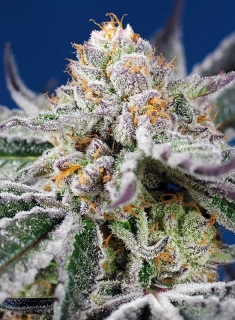 Natural Seeds Orange Sweet XXL