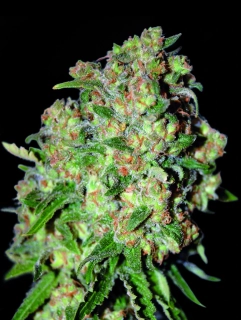 Natural Seeds Critical+