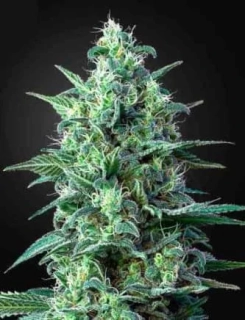 Green House Seeds White Widow