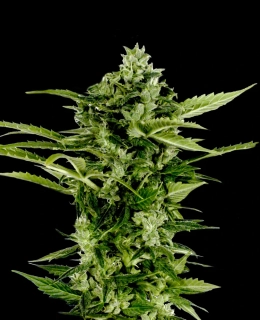Green House Seeds Auto-Bomb