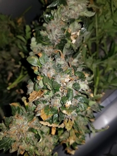 Green House Seeds Big Bang Auto