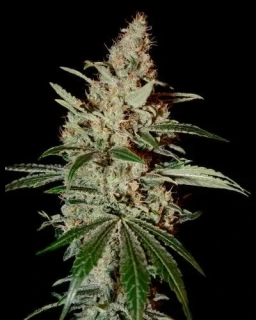 Green House Seeds Chemdog