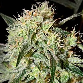 Green House Seeds Damn Sour