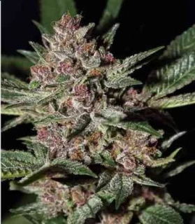 Green House Seeds Bubba Kush