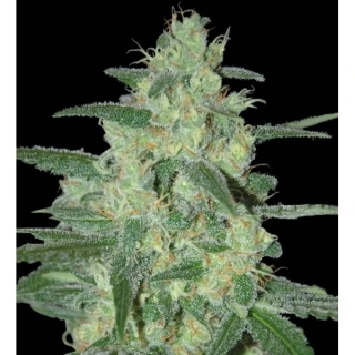 Green House Seeds Diamond Girl