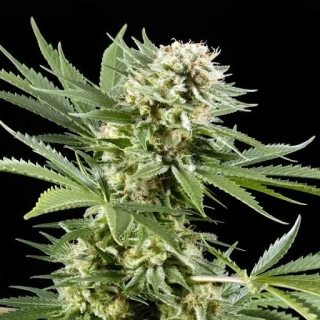 Green House Seeds El Niňo