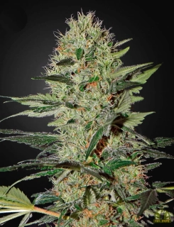 Green House Seeds Exodus Cheese