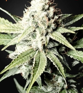 Green House Seeds Great White Shark