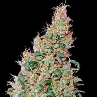 Green House Seeds Green-O-Matic auto