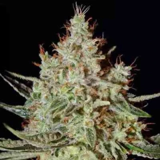 Green House Seeds K-Train