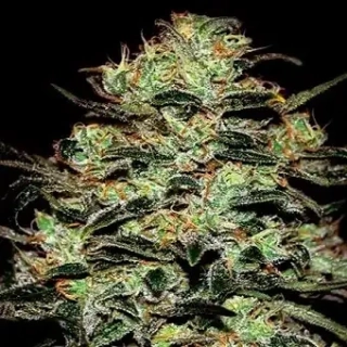 Green House Seeds King´s Kush