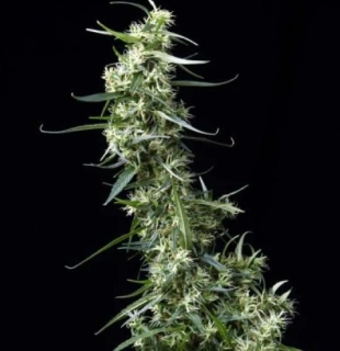 Green House Seeds NL5 Haze Mist