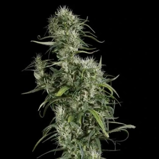 Green House Seeds Neville´s Haze