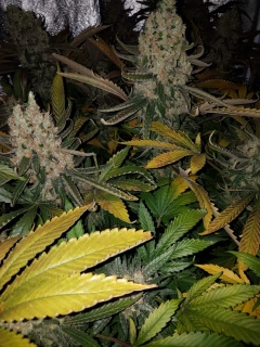 Green House Seeds Super Lemon Haze akce 1+1 balení