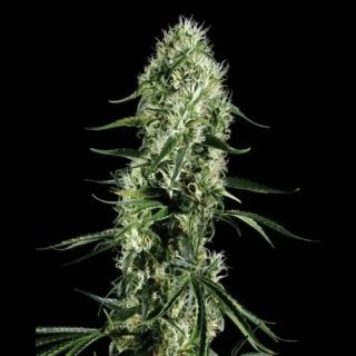 Green House Seeds Super Silver Haze