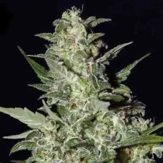 Green House Seeds Super Critical