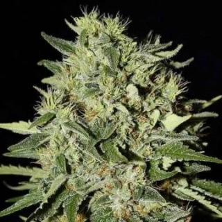 Green House Seeds The Doctor
