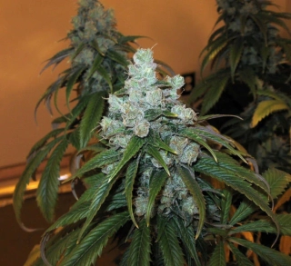 Green House Seeds Trainwreck