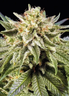 Green House Seeds White Rhino