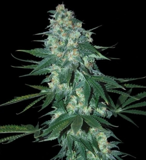 Green House Seeds Super Bud