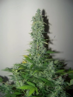 Green House Seeds GH Cheese