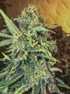 Green House Seeds Jack Herer Akce 1+1 balení zdarma