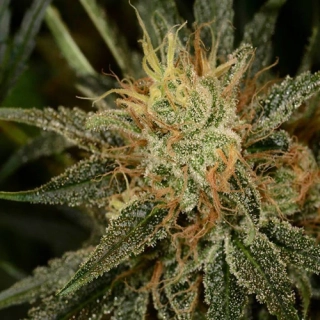 Green House Seeds Kaia Kush