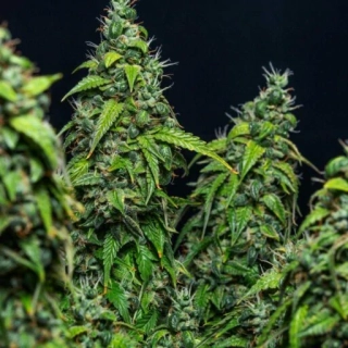 Green House Seeds Kalashnikova