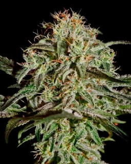 Green House Seeds Super Critical Auto