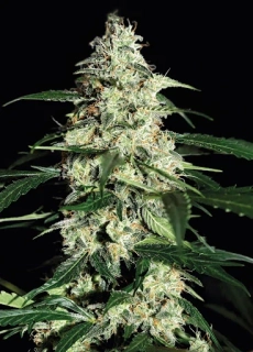 Strain Hunters Seeds Skunk Auto