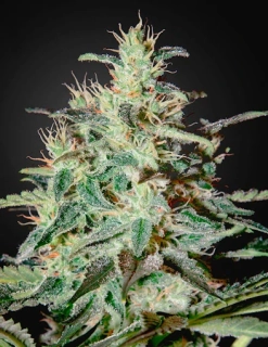 Strain Hunters Seeds White Lemon