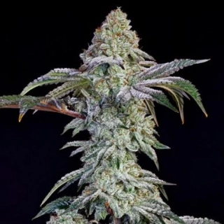 Strain Hunters Seeds Big Tooth