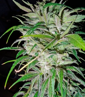 Strain Hunters Seeds Money Maker