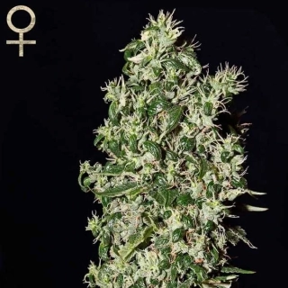 Strain Hunters Seeds Caboose