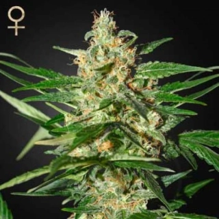 Strain Hunters Seeds Damnesia