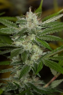 Humboldt Seeds Chemdawg regular