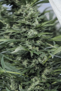 Humboldt Seeds Sour Diesel 2 regular