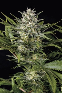 Humboldt Seeds Pineapple Skunk regular
